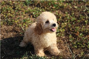 Taylia - Poodle, Miniature for sale
