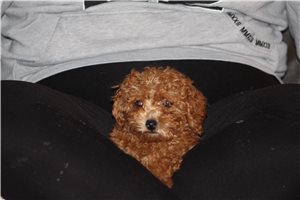 Corey - Poodle, Toy for sale