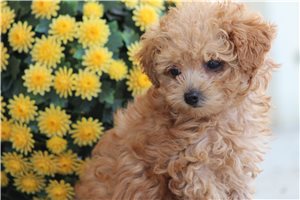 Mora - Poodle, Toy for sale
