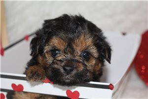 Otis - puppy for sale