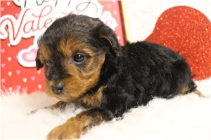 Ollie - puppy for sale