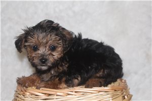 Otis - Yorkiepoo - Yorkie Poo for sale