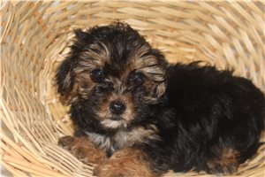 Osborn - Yorkiepoo - Yorkie Poo for sale