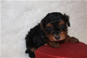 Omega - Yorkiepoo - Yorkie Poo for sale