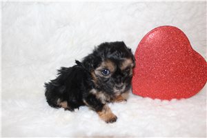 Osborn - puppy for sale