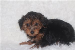 Ollie - Yorkiepoo - Yorkie Poo for sale