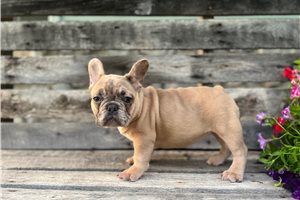 Roxy - French Bulldog for sale