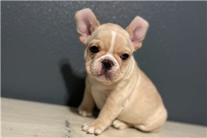 Kaylie - French Bulldog for sale