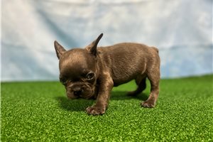 Rudy - French Bulldog for sale