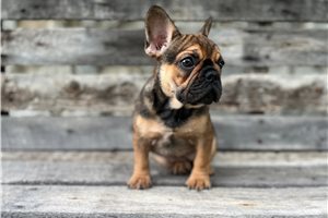 Elda - French Bulldog for sale
