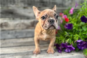 Roman - French Bulldog for sale