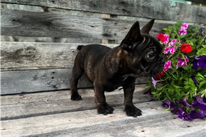 Edward - French Bulldog for sale