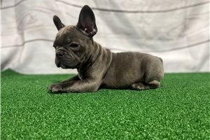Rudy - French Bulldog for sale