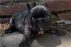 Baker - puppy for sale