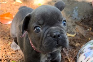 Bodie - French Bulldog for sale