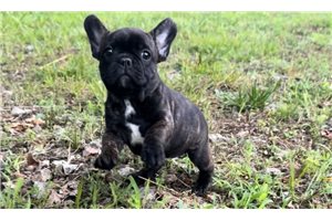 Brenda - French Bulldog for sale