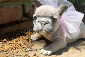 Bonita - French Bulldog for sale