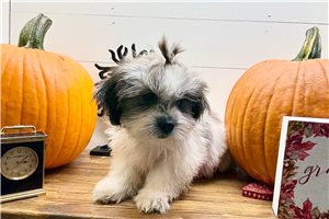 Poppy - Yorkinese for sale