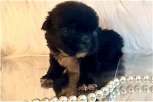 Penny - puppy for sale