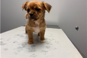 Ricky - puppy for sale