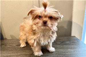 Reese - puppy for sale