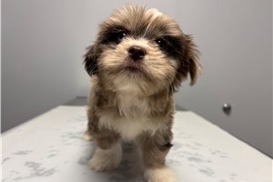 River - puppy for sale