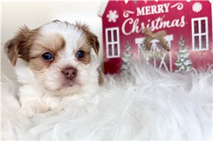 Rosa - puppy for sale