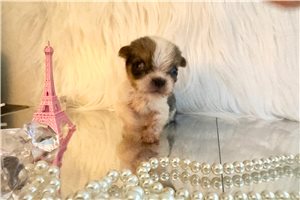 Percy - puppy for sale