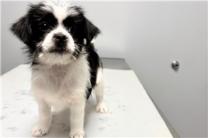 Freya - Yorkinese for sale