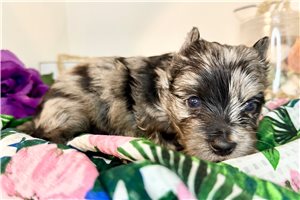 Lewis - Yorkshire Terrier - Yorkie for sale