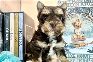 Erin - Yorkshire Terrier - Yorkie for sale