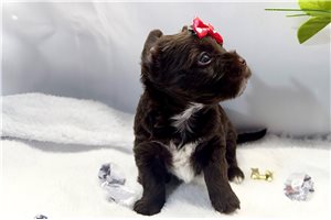 Emmett - Yorkshire Terrier - Yorkie for sale