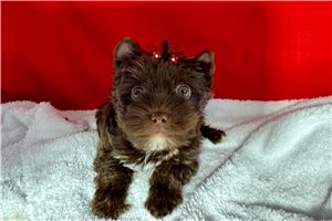 Emmett - Yorkshire Terrier - Yorkie for sale