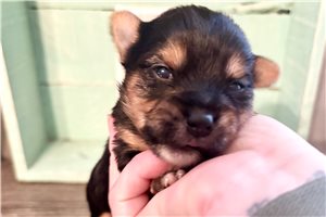 Dallas - Yorkshire Terrier - Yorkie for sale