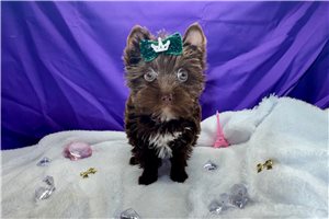 Emmett - Yorkshire Terrier - Yorkie for sale