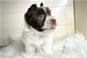 Chipper - Yorkshire Terrier - Yorkie for sale