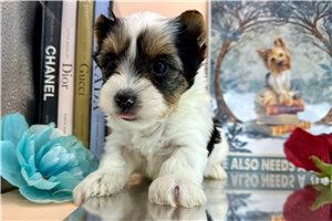 Elise - puppy for sale
