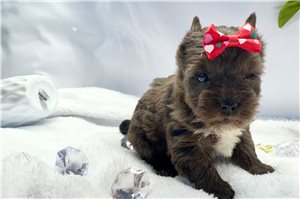 Eric - Yorkshire Terrier - Yorkie for sale