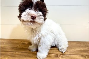 Chipper - Yorkshire Terrier - Yorkie for sale