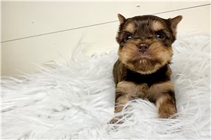 Edwin - Yorkshire Terrier - Yorkie for sale