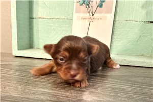 Elena - Yorkshire Terrier - Yorkie for sale