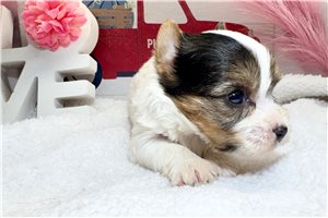 Escobar - Yorkshire Terrier - Yorkie for sale