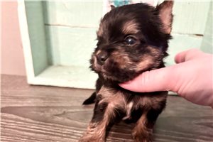 Dustin - Yorkshire Terrier - Yorkie for sale