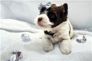 Ethan - Yorkshire Terrier - Yorkie for sale