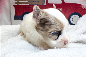 Ewan - Yorkie for sale