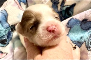 Ewan - puppy for sale