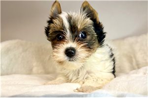 Emmy - Yorkshire Terrier - Yorkie for sale