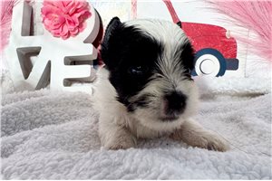 Errol - Yorkie for sale