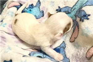 Ernie - puppy for sale