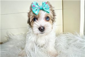 Cece - Yorkshire Terrier - Yorkie for sale